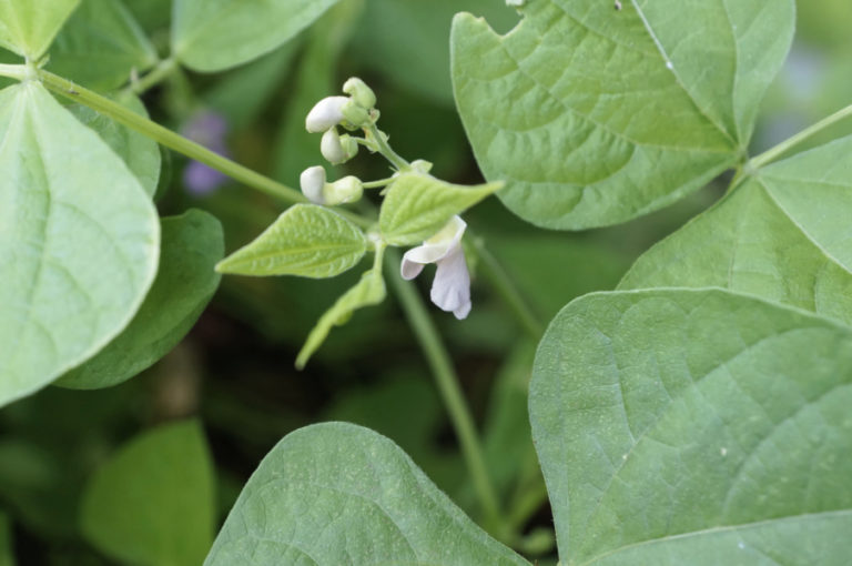 GREEN BEANS: AQUAPONICS OR RAISED BED 1 Fiddlers Choice Farm GREEN BEANS: AQUAPONICS OR RAISED BED