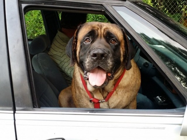 Fiddlers Choice: English Mastiffs