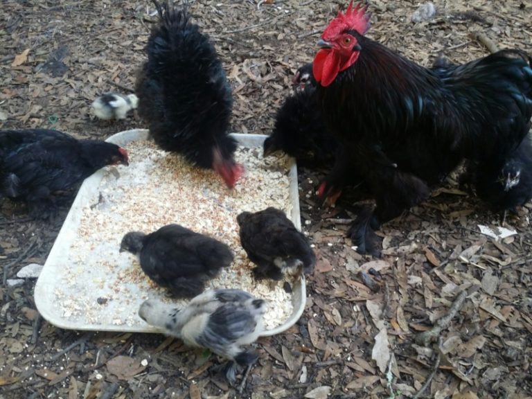 Fiddlers Choice: FEEDING CHICKENS MEALWORMS AND DARKLING BEETLES