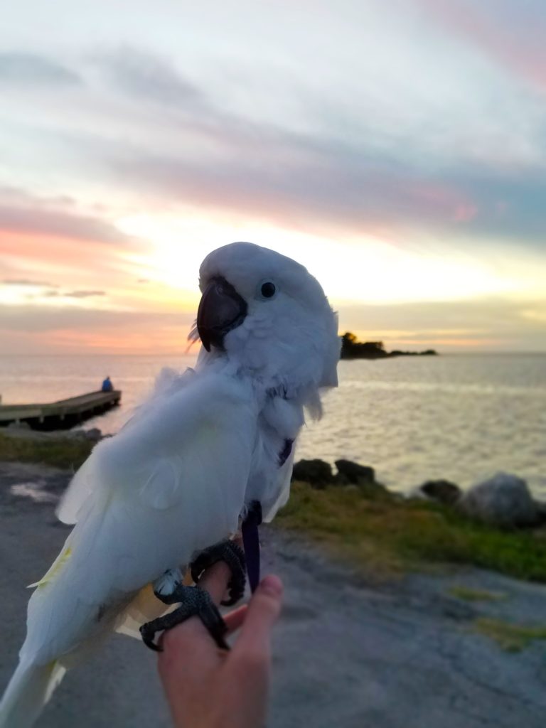 Fiddlers Choice: Pearl the Cockatoo