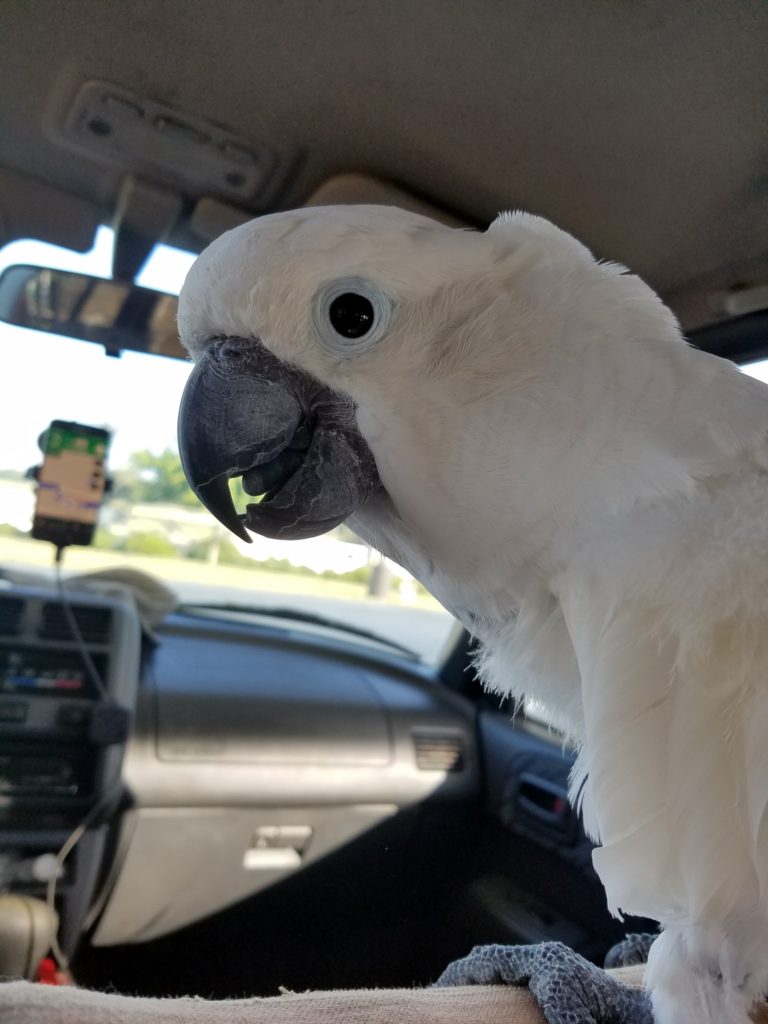 Fiddlers Choice: Pearl the Umbrella Cockatoo