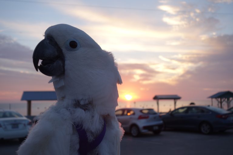 Fiddlers Choice: Pearl the Cockatoo