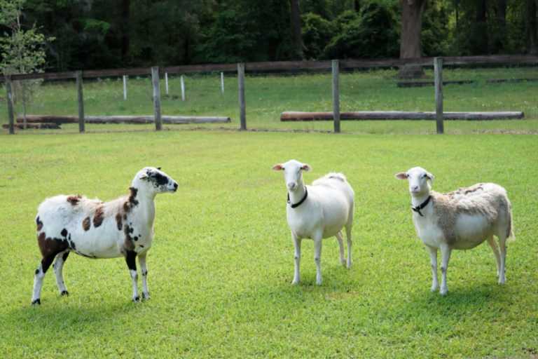 Fiddlers Choice: Florida Sheep Festival