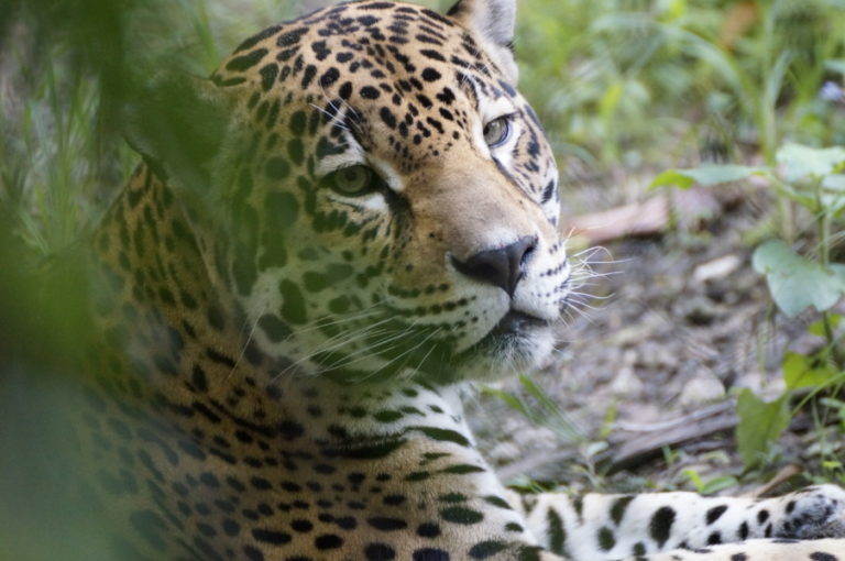 Fiddlers Choice: Zoo Miami Jaguar