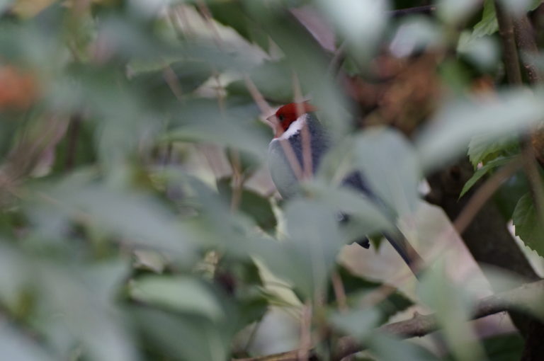 Fiddlers Choice: Zoo Miami Birds