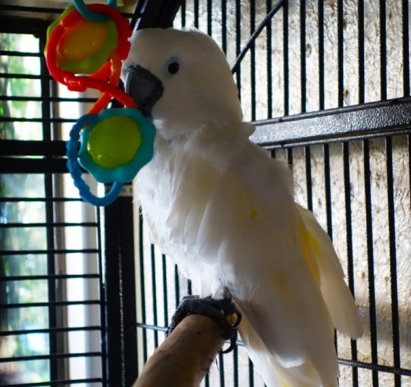 Fiddlers Choice: Pearl the Cockatoo