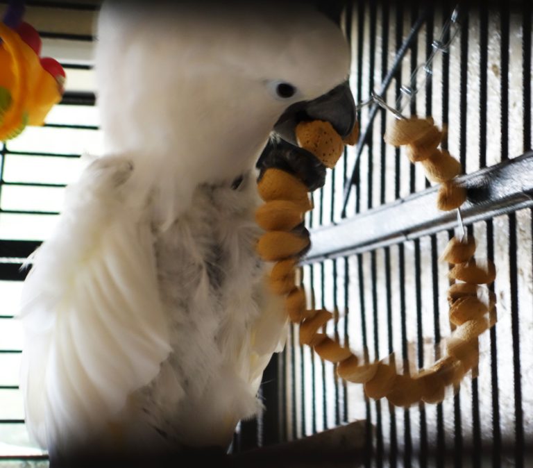 Fiddlers Choice: Pearl the Cockatoo