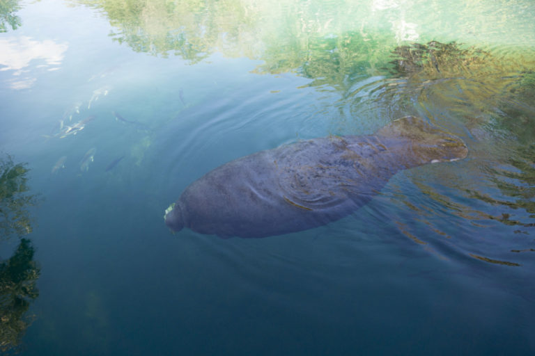 Fiddlers Choice:MANATEES AT HOMOSASSA SPRINGS STATE PARK