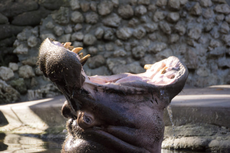 Fiddlers Choice: LU THE HIPPO HOMOSASSA SPRINGS STATE PARK