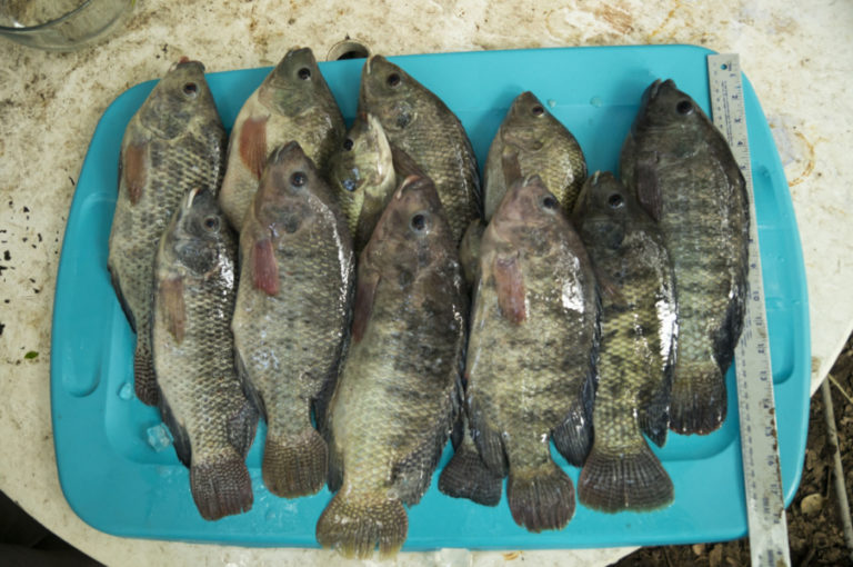 TILAPIA HARVEST AQUAPONICS