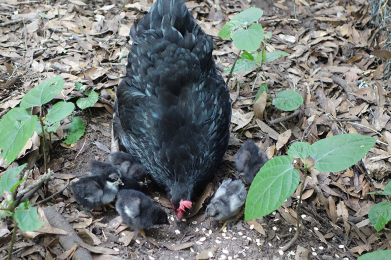 FIRST NEW CHICKS OF THE SUMMER 1 Fiddlers Choice Farm FIRST NEW CHICKS OF THE SUMMER