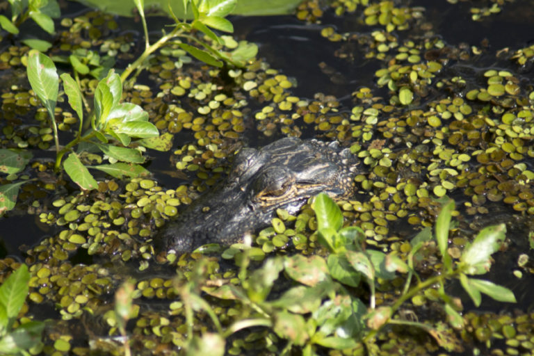 Fiddlers Choice: BABY ALLIGATOR GRABS ITS BREAKFAST