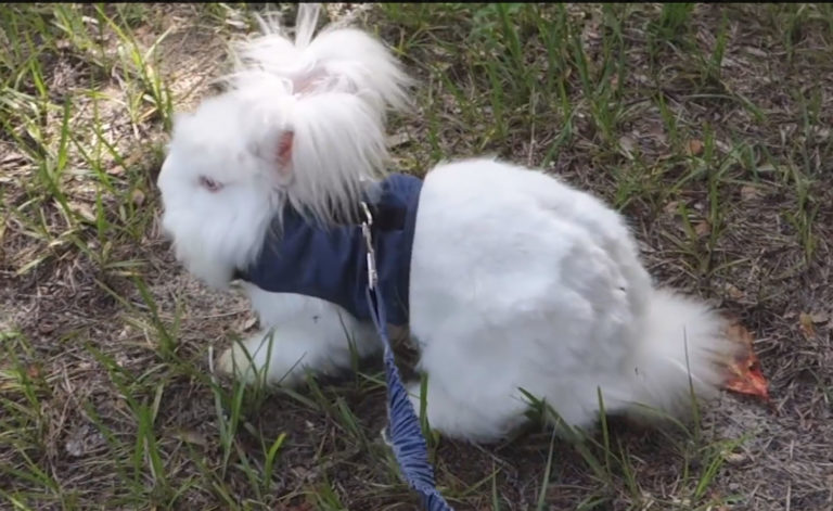 Fiddlers Choice: English Andora Rabbits