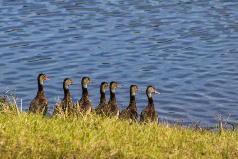 Fiddlers Choice: SWEETWATER WETLANDS PARK IN GAINESVILLE FLORIDA