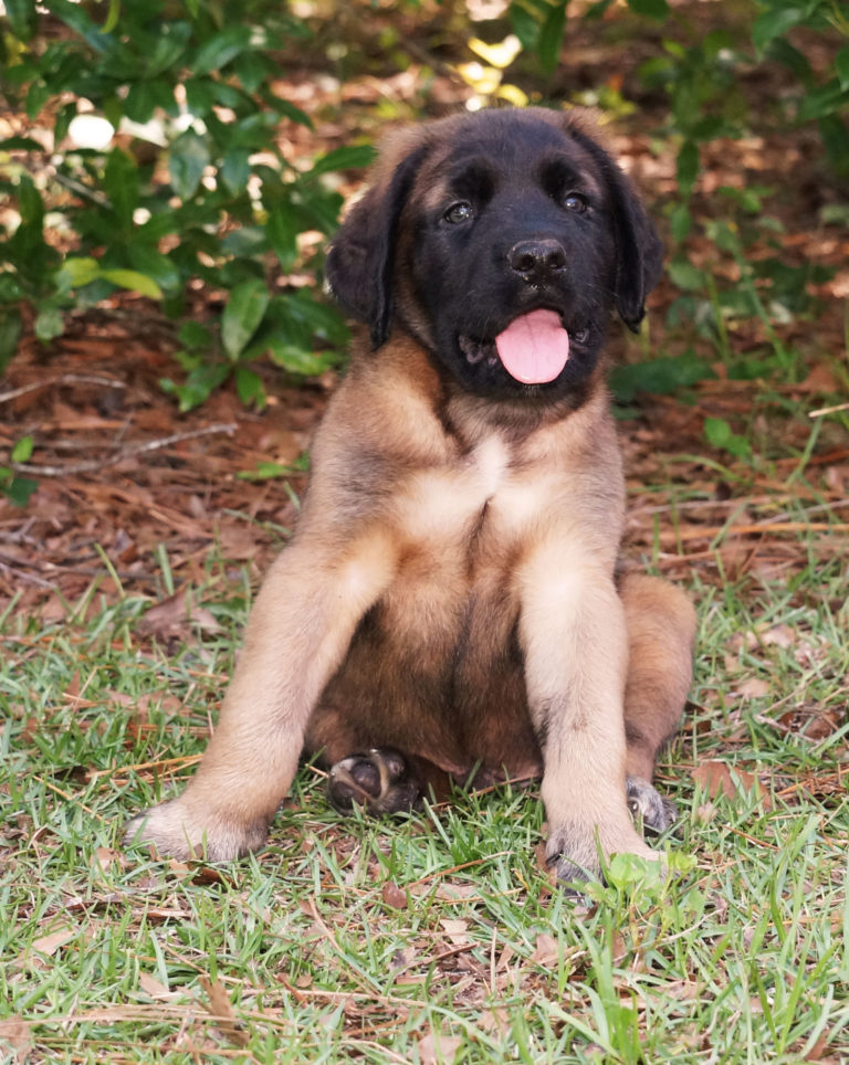 Fiddlers Choice: English Mastiffs